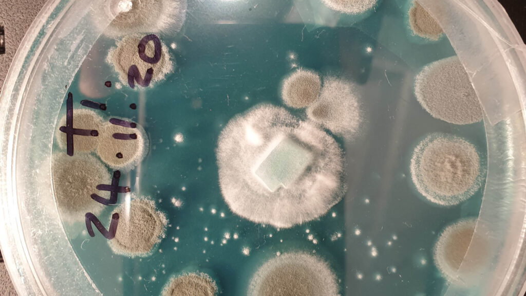 Agar plate heavily contaminated with mould